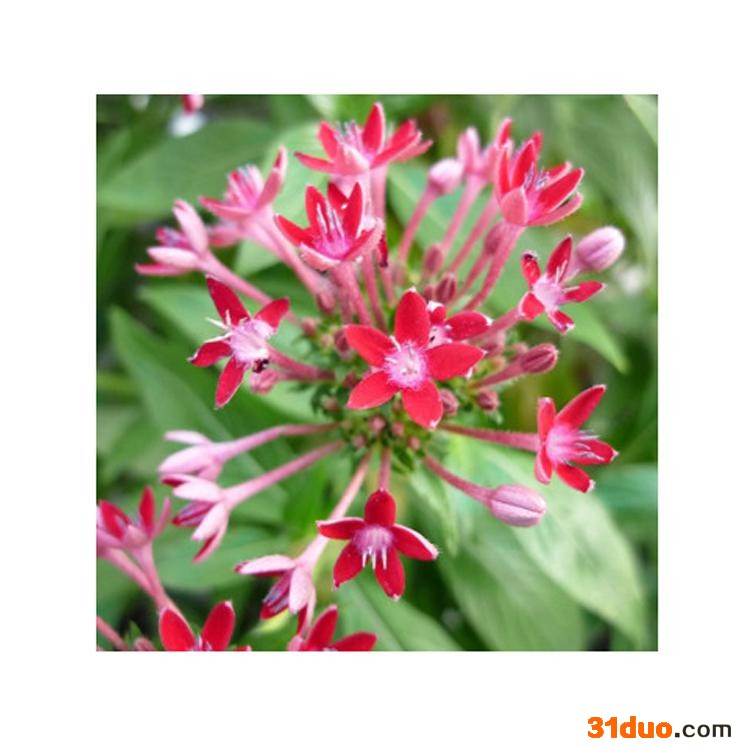 康乐轩 红花地丁零售 花卉苗木批发