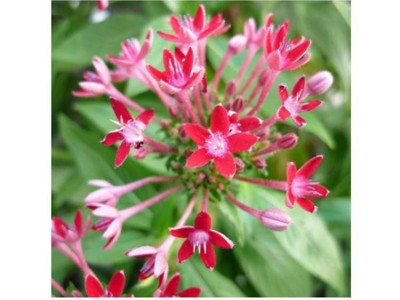 康乐轩 红花地丁零售 花卉苗木批发