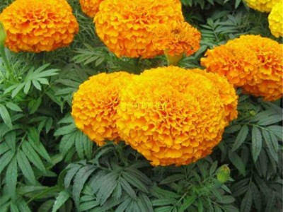 景观花卉种子批发 万寿菊种子批发 花卉盆栽种子花海种子野花组合种子