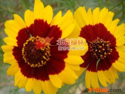 供应北京禄林蛇目菊蛇目菊种子 小波斯菊种子 花卉