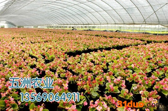 供应安阳五洲花卉大棚骨架机