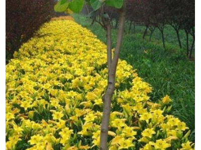 现货供应 金娃娃萱草苗  耐寒地被宿根花卉