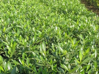 天中农业林木花木花卉苗圃栀子花