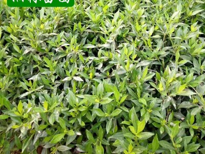 批发绿化苗木栀子花苗 小叶栀子 大叶栀子盆栽花卉栀子花