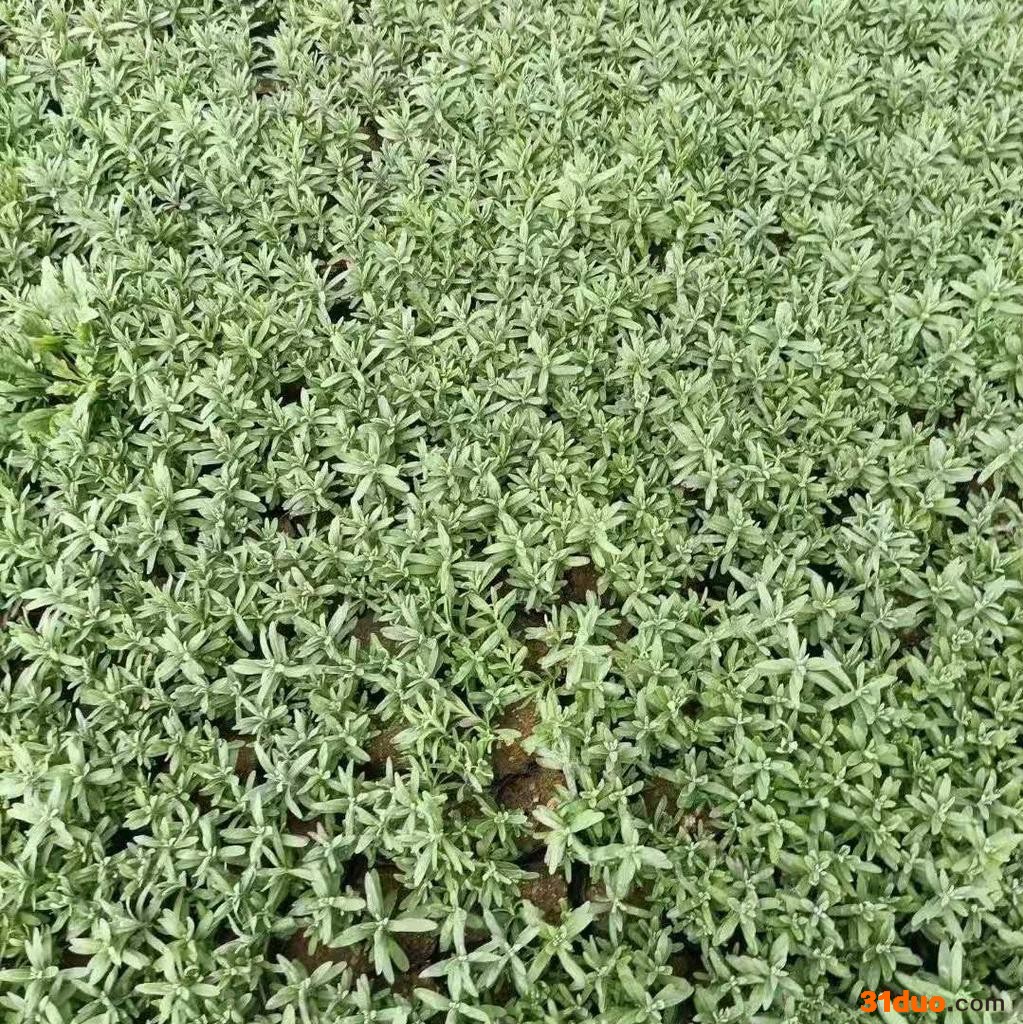 木一花卉 时令草花薰衣草 园林绿化美化花卉植物批发采购