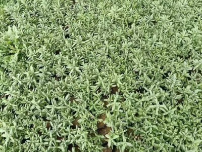 木一花卉 时令草花薰衣草 园林绿化美化花卉植物批发采购