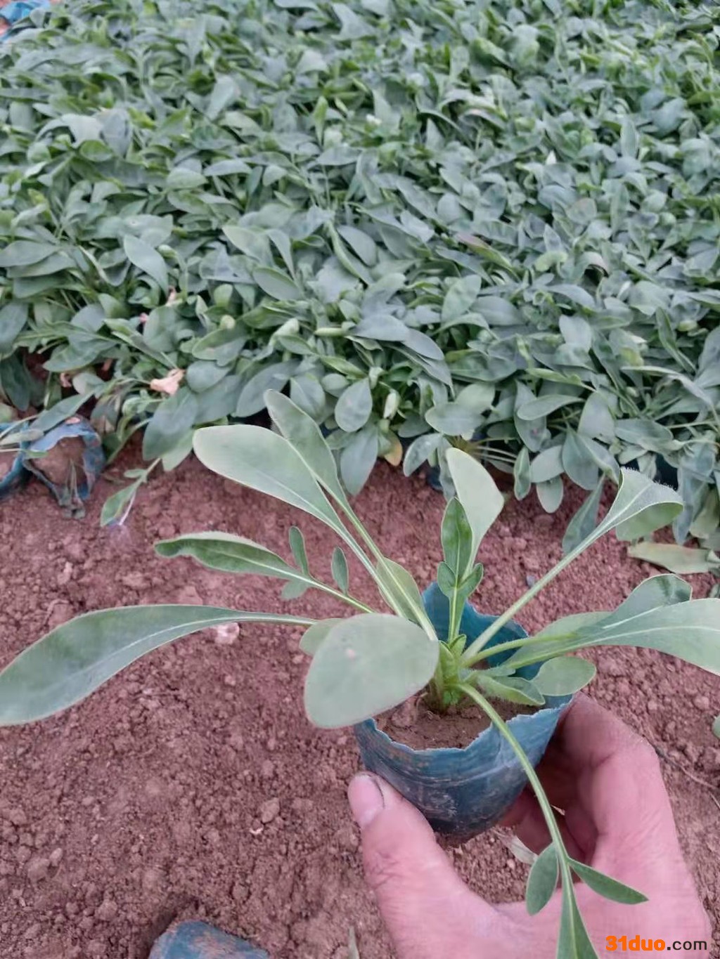 涵香花卉金鸡菊金鸡菊种植金鸡菊花海金鸡菊花卉金鸡菊批发