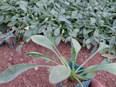 涵香花卉金鸡菊金鸡菊种植金鸡菊花海金鸡菊花卉金鸡菊批发