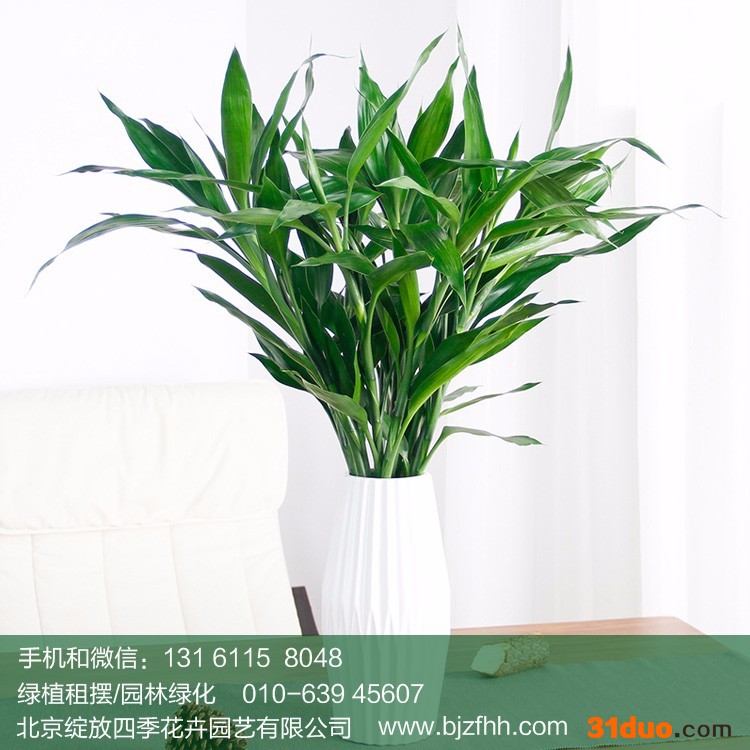 北京花卉租赁公司 北京绽放四季花卉 中小型 水养富贵竹