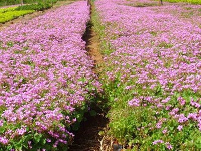 红花醡浆草，大量出售红花炸酱草苗，宿根花卉-红花草