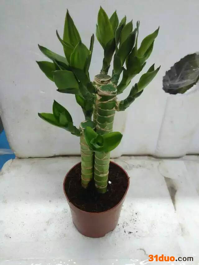 节节高盆景花卉90# 好运连连 步步高