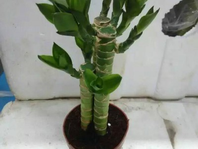 节节高盆景花卉90# 好运连连 步步高