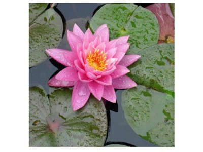 康乐轩 紫珍妮零售 花卉苗木批发