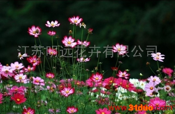 供应江苏明远波斯菊花卉种子 观花植物 波斯菊种子