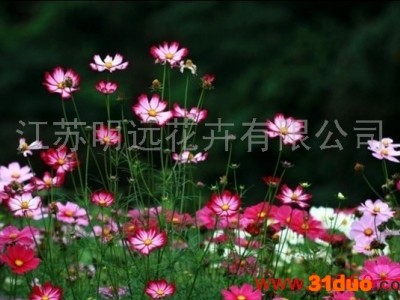 供应江苏明远波斯菊花卉种子 观花植物 波斯菊种子