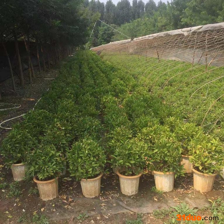 鸳鸯茉莉花苗**花卉盆栽绿化