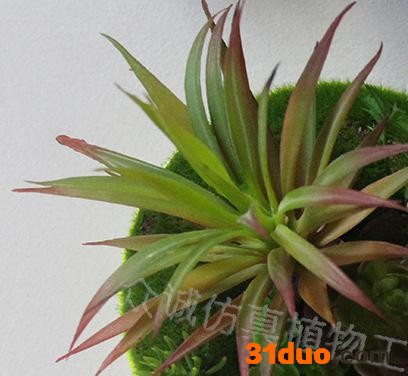 多肉植物小盆栽 办公室创意绿植小盆景 仿真微景观室内花卉绿色