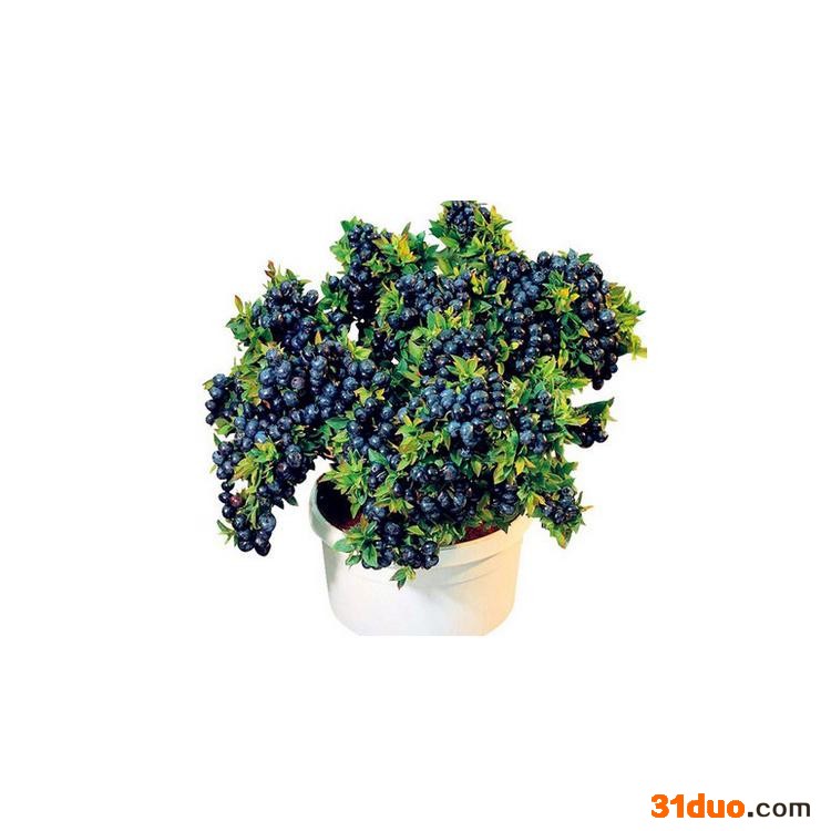 康乐轩 蓝莓苗价格 花卉苗木