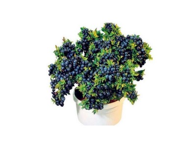 康乐轩 蓝莓苗价格 花卉苗木