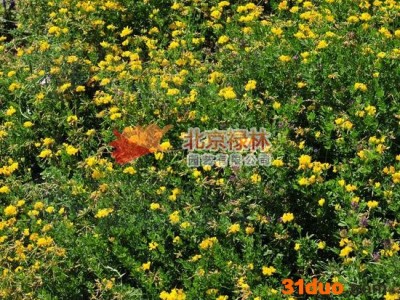 供应北京禄林百脉根种子 又名牛角花 花卉种子