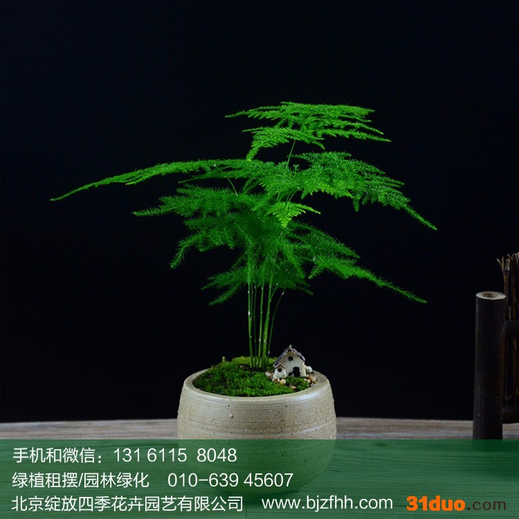 亦庄花卉租赁  北京绽放四季花卉  中小型  文竹盆景