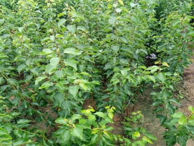 香白杏杏苗招商杏苗杏苗浇水新的行情