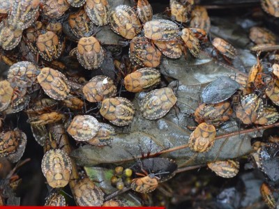 批发供应九香虫种苗 免费提供养殖技术指导 回收产品 招商加盟