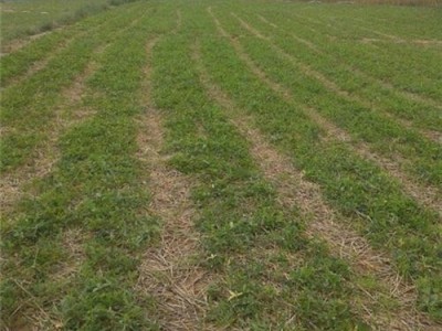 旱半夏,旱半夏招商,旱半夏招商加盟