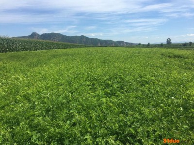 紫穗槐招商 紫穗槐