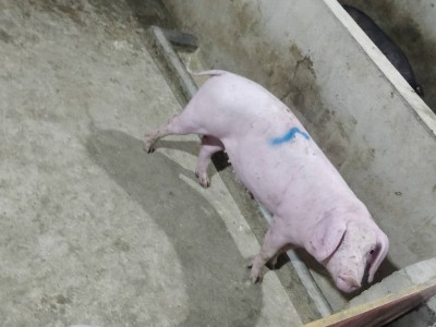 昆明母猪 二元母猪今日价格 二元母猪招商