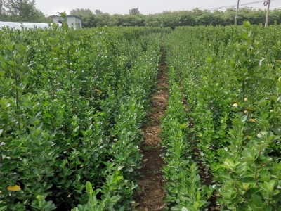 博爱县营养钵 北海道黄杨批发商招商