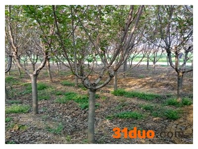 毛樱花招商樱花苗北京1公分樱花苗