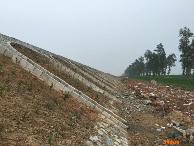 紫穗槐苗-苗招商紫穗槐A 紫穗槐