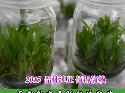 供应铁皮石斛种苗 提供铁皮石斛种植技术 招商加盟 回收产品