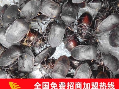 大量供应九香虫干品 臭屁虫干品 免费提供养殖技术 招商加盟 回收产品