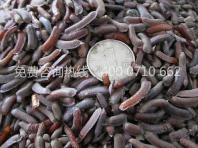 供应土元卵块 土元，土元种苗，土元种，土元虫卵，活体土元种，土元养殖招商加盟，天麻，天麻种 养殖土元