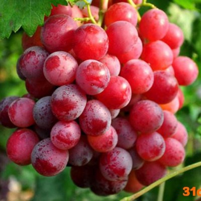 Danfoss/丹佛斯 徐州水果冷库 建水果冷库能为商家带来哪些经济利益