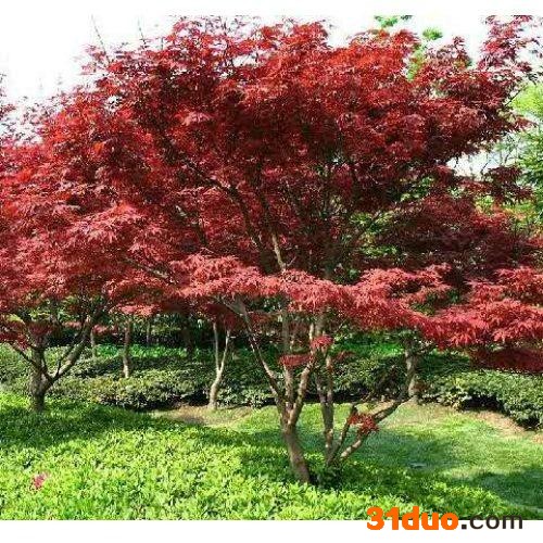 日本红枫价格_日本红枫报价-日本红枫价格行情