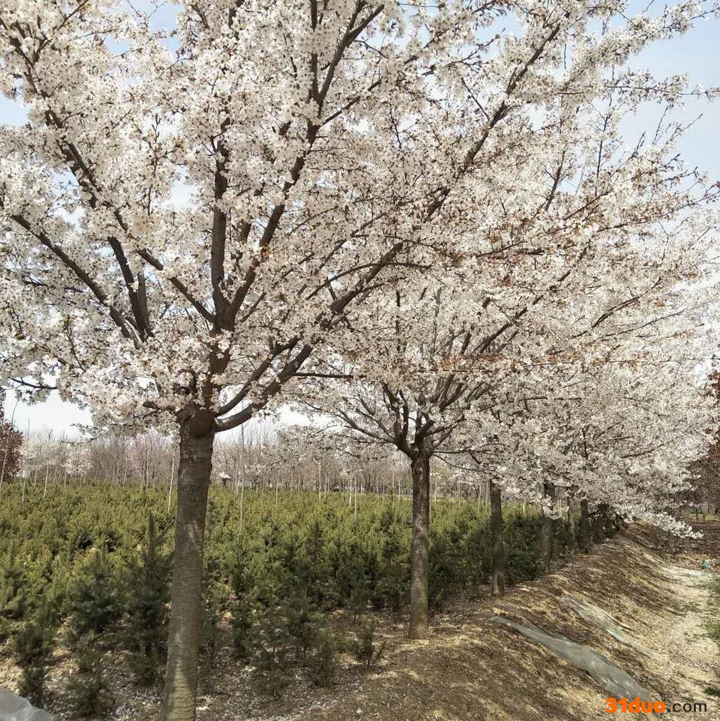 樱花树 樱花树苗 高杆樱花 高杆樱花树 日本晚樱 15公分日本晚樱 日本晚樱价格