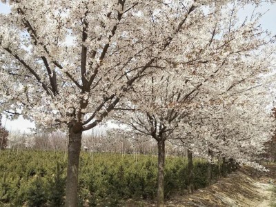 樱花树 樱花树苗 高杆樱花 高杆樱花树 日本晚樱 15公分日本晚樱 日本晚樱价格