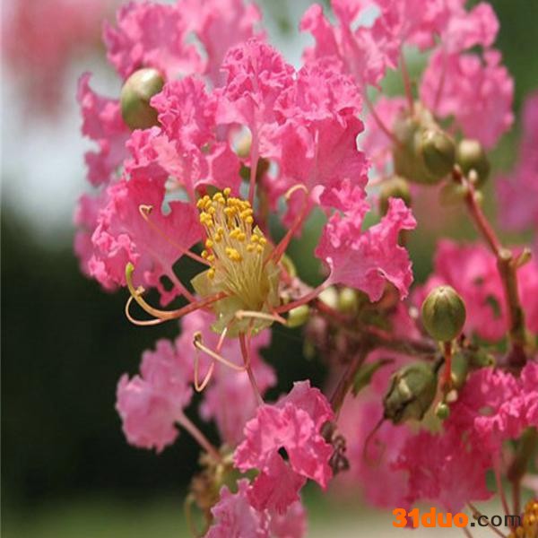 日本矮紫薇 百日红 痒痒树 丛生紫薇 日本矮紫薇树小苗