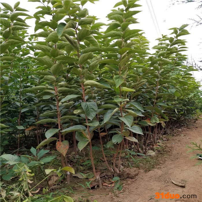 **日本甜柿苗 柿子苗批发价格 日本甜柿苗保湿邮寄 日本甜柿苗基地