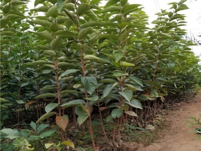 **日本甜柿苗 柿子苗批发价格 日本甜柿苗保湿邮寄 日本甜柿苗基地