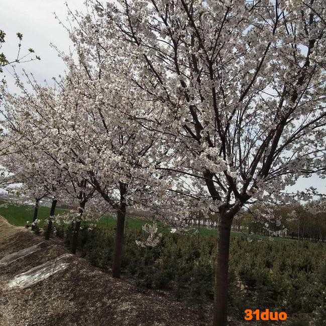 专业樱花树供应商 销售6-20公分樱花树 日本樱花 日本早樱 日本晚樱 樱花树价格