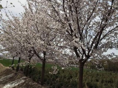 专业樱花树供应商 销售6-20公分樱花树 日本樱花 日本早樱 日本晚樱 樱花树价格