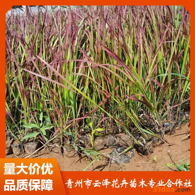 日本血草 云泽 日本血草行情 日本血草价格 致电询价