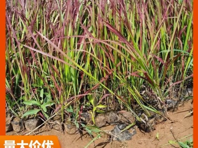 日本血草 云泽 日本血草行情 日本血草价格 致电询价