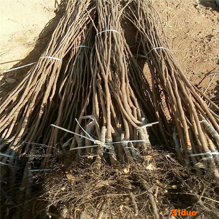 日本甜柿苗根系发达成活率高 适合南北方种植嫁接**柿子苗 日本甜柿苗全国包邮