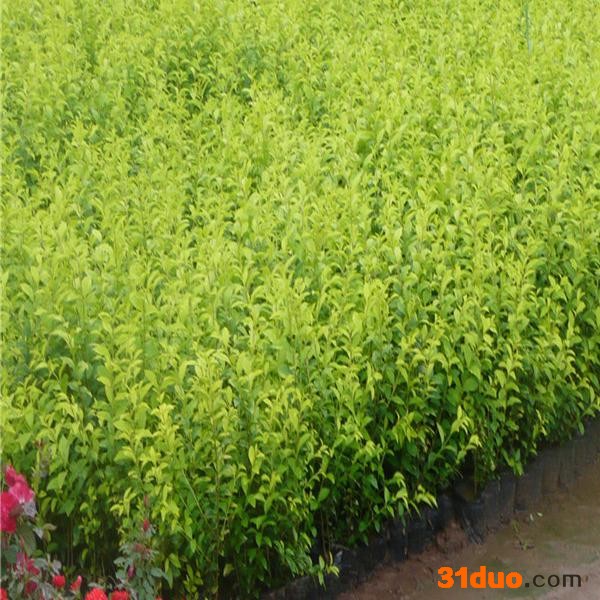 日本女贞 小叶女贞 金叶女贞 金森女贞 日本女贞小苗