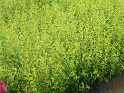 日本女贞 小叶女贞 金叶女贞 金森女贞 日本女贞小苗